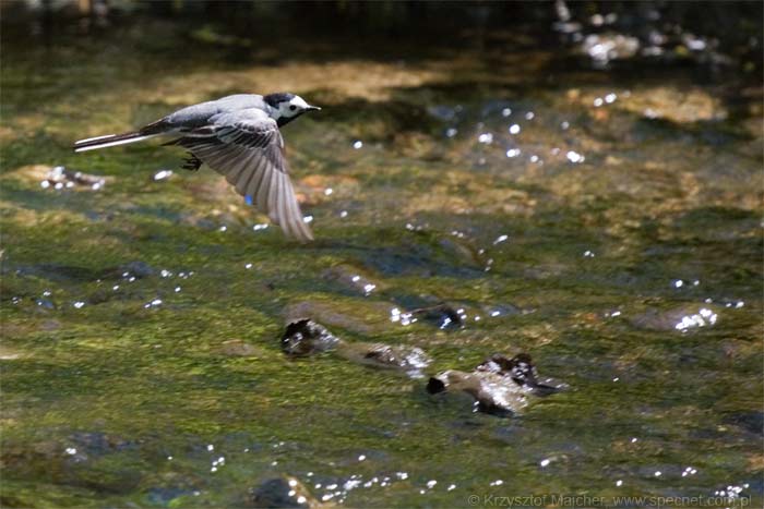 Bogactwo fauny na rzeką w Reszlu - Pliszka