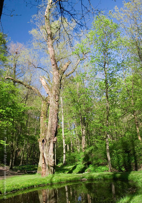 Park Miejski w Reszlu
