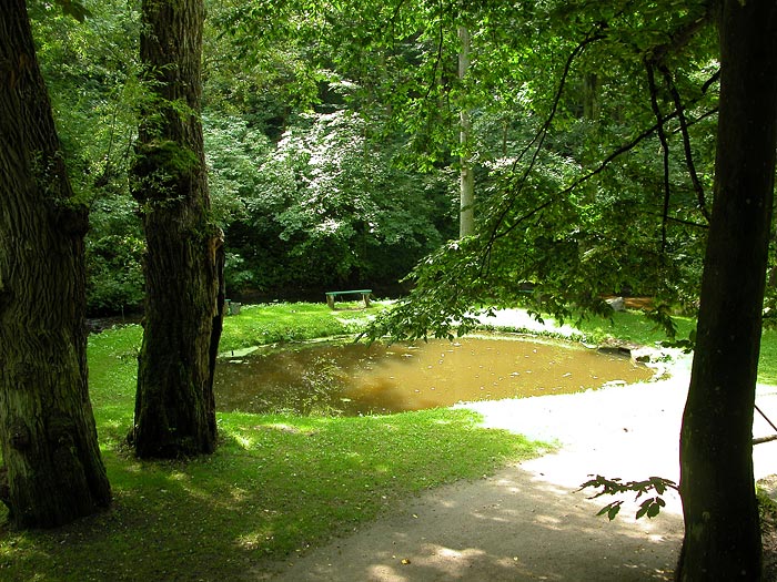 oczko wodne pod wierzbami