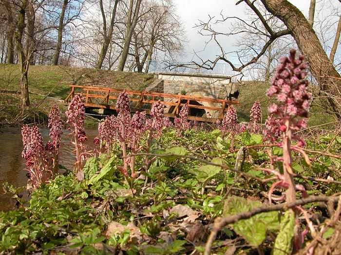 wiosenne kwiaty nad rzeką Sajna - ulica Rataja