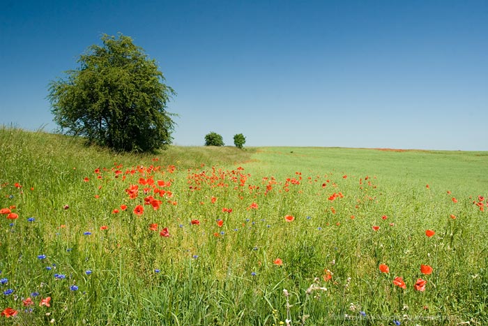 Pomiędzy Reszlem a Ramtami