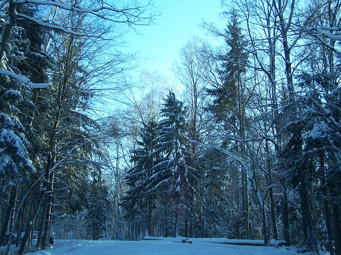 Las w zimowej scenerii