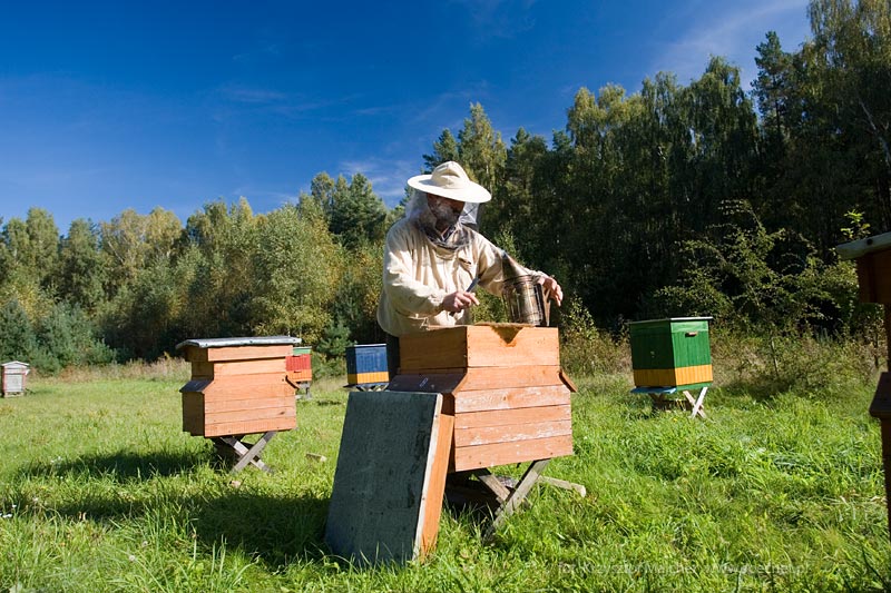 trudna praca pszczelarza