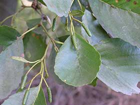 Alnus glutinosa - Olcha czarna - Część spacerowa Parku. fot.Wojciech Słomka