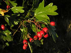 Crataegus monogyna - głóg jednoszyjkowy - zmienny gatunek głogu. fot.Wojciech Słomka