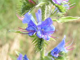 Echium vulgare - żmijowiec zwyczajny - Gatunek ruderalny. fot.Wojciech Słomka