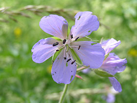 Geranium pratense - bodziszek łąkowy - część łąkowa Parku fot.Wojciech Słomka