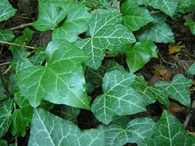 Hedera helix - bluszcz pospolity - gatunek chroniony. fot.Wojciech Słomka