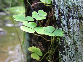 Oxalis acetosella - szczawik zajęczy - Gatuek wskaźnikowy zakwaszenia gleby. fot.Wojciech Słomka