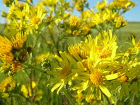 Senecio sp. - Starzec - Część łąkowa Parku. fot.Wojciech Słomka