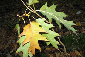 Oto liście dębu czerwonego (Quercus rubra). Czy wiecie, że rocznie przyrasta o 2 metry i jest odporny na zanieczyszczenia powietrza?
 fot.Elżbieta Majcher.