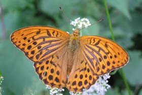 Motyle z ochotą odwiedzają ukwiecone ogrody fot.Wojciech Słomka