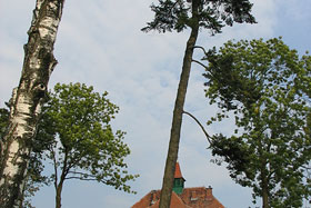  Daglezja na tle budynku Gimnazjum nr 1 w Reszlu.
 fot.Koło Ekologiczne Ekozespoły