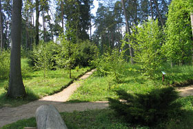  Fragment leśnego kompleksu.
 fot.Koło Ekologiczne Ekozespoły