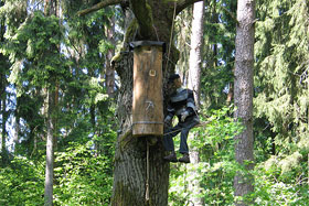 Barć na jednym z drzew w WPN.  fot.Elżbieta Majcher.