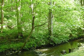  Nasza rzeka Sajna.
 fot.Koło Ekologiczne Ekozespoły