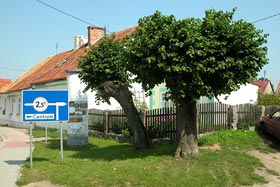 wiekowe lipy przy ulicy Słowiańsk ..., fot.  Marek Płócienniczak