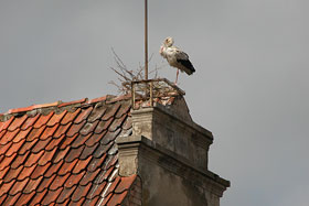 odbudowa zniszczonego gniazda na budynku w Grodzkim Młynie fot. Marek Płócienniczak