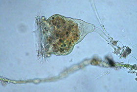  Organizm żyjący w osadzie czynnym. Vorticella sp.
 fot.Koło Ekologiczne Ekozespoły