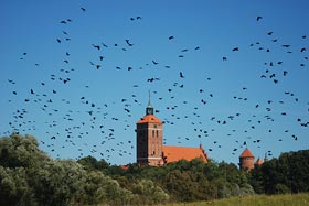 Miasto gawronów, fot.  Marek Płócienniczak