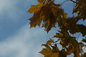 Jesień za moim oknem...., fot. Julia Gładych