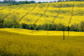 rzepakowe pole, fot.  Marek Płócienniczak