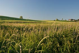 czerwiec, fot. Krzysztof Majcher