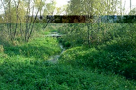 Foto. 1. Spiętrzenie wodne zbudowane przez bobry  w miejscu dawnego jazu wodociągowego. fot.Tadeusz Rawa