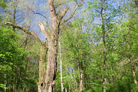 Park Miejski w Reszlu