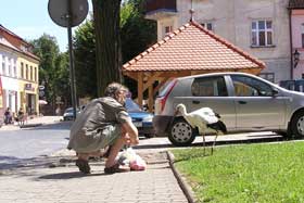 bocian przed Ratuszem w Reszlu
