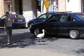 bocian przed Ratuszem w Reszlu