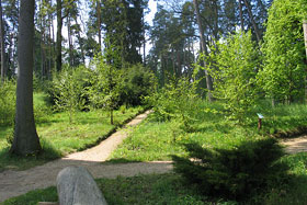 Fragment leśnego kompleksu.