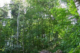 Park Miejski w Reszlu