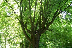 Park Miejski w Reszlu