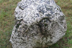 jeden z parkowych okazów